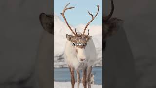 I Simulated Nanuqsaurus in Arctic Canada, Big Mistake