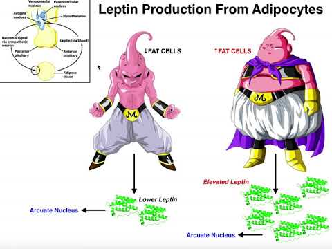 Video: Forening Av Leptinreseptoren Q223R (rs1137101) Polymorfisme Med Overvektstiltak På Sri Lankans