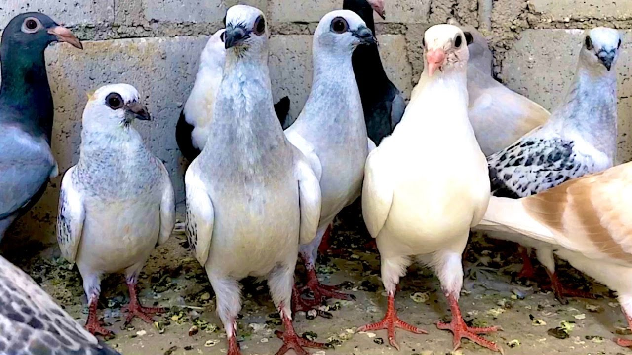 جبنه دفعه فراخ حمام جديدة الجزء الاول من تربيه فراخ الحمام للمبتدئين