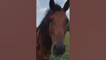 سورة الأنفال و..كانك تسمعها لأ.،و..ل مر.ة 🧡؛،🌸💟؛؛🌻🌷💘..💐بصوت الشيخ حمزة مد بوح 💓.🌸،،🌻💝..💗🏵️🥀