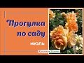 Мой сад в июле. Розы и не только.