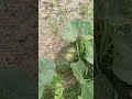 Pumkin Yield Pro EW 169 #eastwestseeds #pumkins #farming #agriuniversity