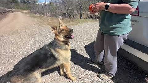 Helping an insecure/human reactive dog gain confidence using the TWC Triangle Game: Before & After