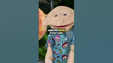 🍏 Part 1. Why Do Apples Float? 🍎 The Surprising Science of Apples! 🌊