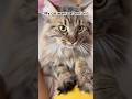 Pet me! #cat #shorts #funny