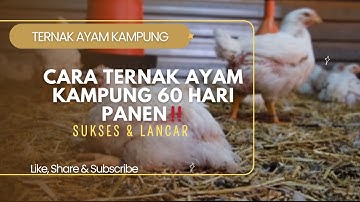 Cara ternak ayam kampung 60 hari panen ❗️ternyata begini caranya