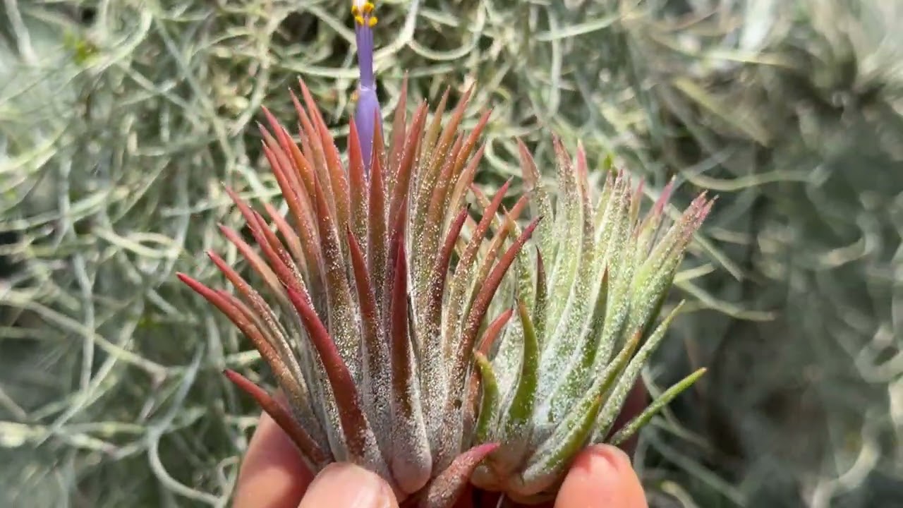 チランジア イオナンタハワイアンオレンジ(ハワイ)Tillandsia ionantha