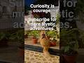 My Cat Was Terrified… Then Curiosity Took Over #cat  #funnycatshorts