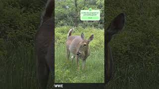 Spring Surprise! Pregnant Doe Walks Up Close on Camera 🌿🦌 #deer #hunting #animals #nature #fyp