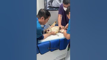Thumbnail of One yearly vaccination!🫵🏻👀#cat #cats #catvideos #animals #catshorts #funny