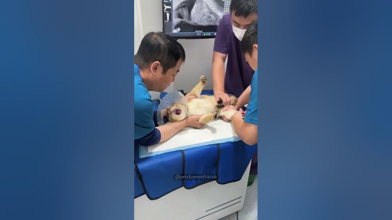 One yearly vaccination!🫵🏻👀#cat #cats #catvideos #animals #catshorts #funny