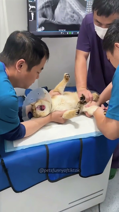One yearly vaccination!🫵🏻👀#cat #cats #catvideos #animals #catshorts #funny
