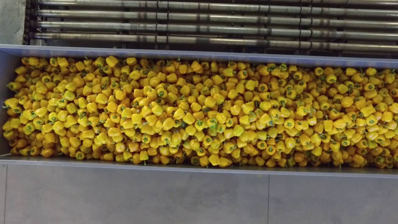 St Davids Hydroponics Youtube