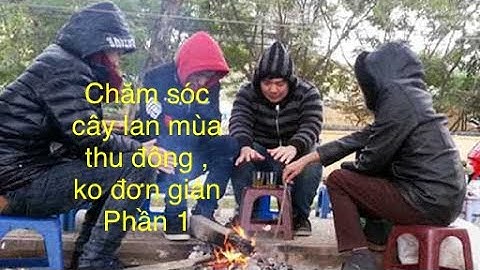 Chăm sóc lan Phi Điệp vào mùa thu Đông ( Phần 1)