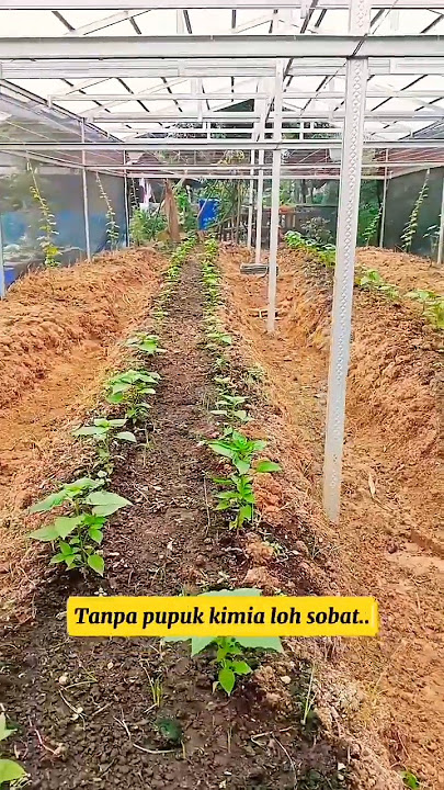 Budidaya cabai di dalam greenhouse|Cabai tumbuh subur tanam di greenhouse #shortvideo #gardening #f