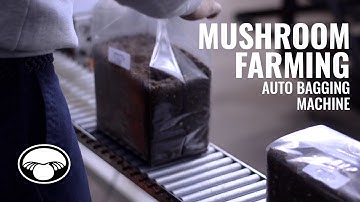 Mushroom Cultivation Efficiency | NFT-1 Substrate Bagging System