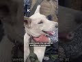 A Russian drone struck a UAnimals evacuation vehicle