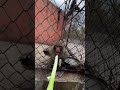 monkey ka gussa #monkeyvideo #trendingshort #monkey #animals #youtubeshorts #virelshorts