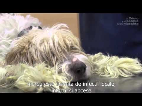 Video: Malformarea Smaltului Dinților La Câini
