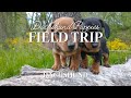 Dachshund Puppies 🐾 Field Trip