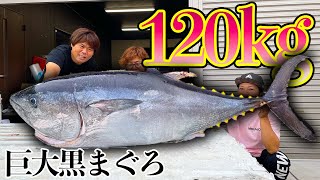 120キロの巨大マグロを捌いて食べまくる