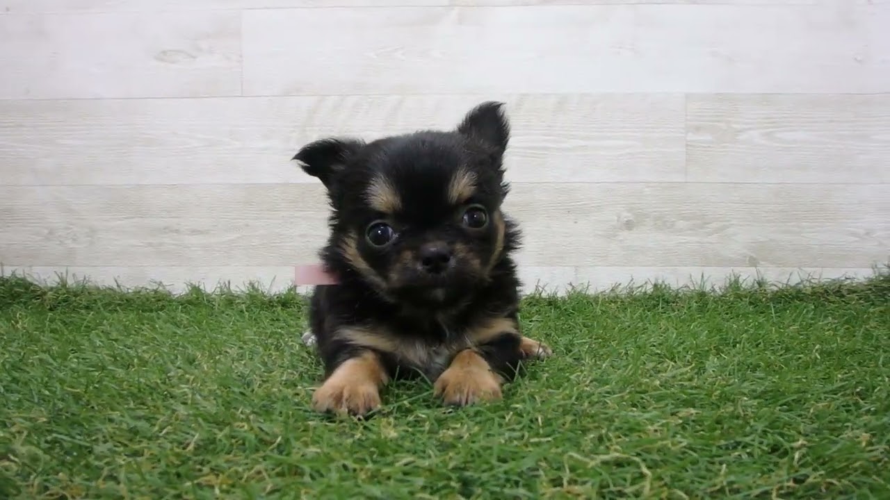 チワワ Coo&RIKU No.00742331 チワワ（ロングコート） - YouTube