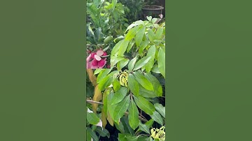 Cây Vải không hạt | 0386569374 - Ngọc Ngân Bến Tre | Chuyên cây độc lạ