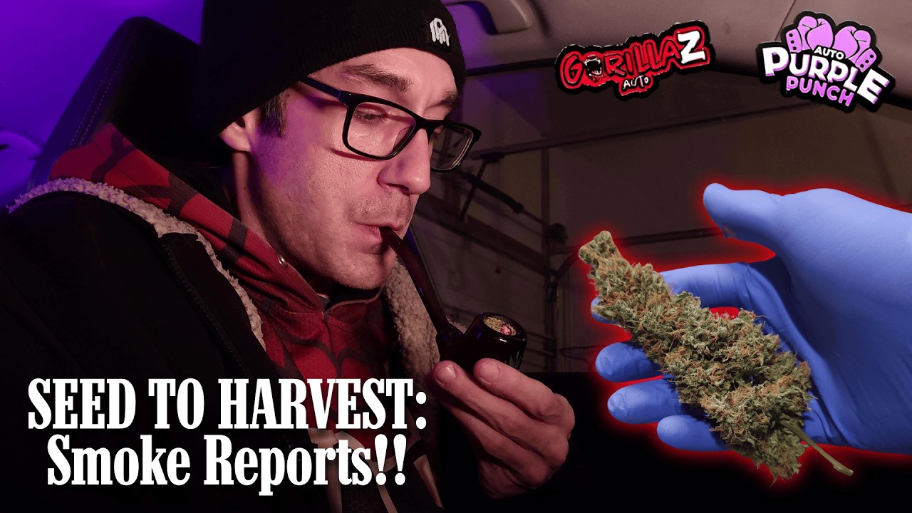 От семени до урожая: ЗАКЛЮЧИТЕЛЬНАЯ ЧАСТЬ! ОТЧЕТ О КУРЕНИИ выращенных в домашних условиях сортов ...