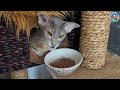Rear limb paralysis in cats