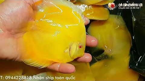 Cá Dĩa Vàng Abino Siêu Vàng, Siêu Tròn Mới Về | MUA BÁN CÁ DĨA PHẦN 6