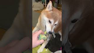 IMG 8234