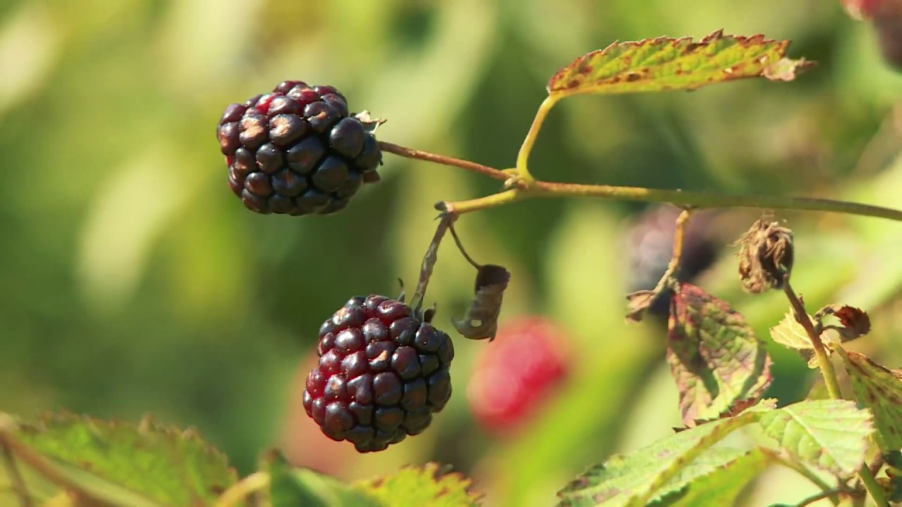 Meet a Farmer Texas Blackberries YouTube