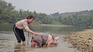 Take the pig to the river to bathe.  Growing corn as food for pigs and chickens. ( Tập 252 ). by  Country Life / My Farm 62,703 views 2 months ago 18 minutes