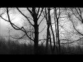 Freematik- Sycamore Tree Freematik- Sycamore Tree