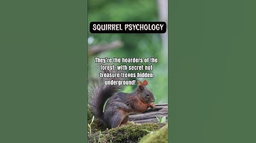 Squirrels have excellent spatial memory allowing them to remember the locations of thousands of nuts