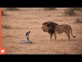 Look What Happened When a Cobra Faced a Lion… Nature Went Wild