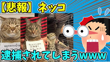イッヌvsネッコ Youtube
