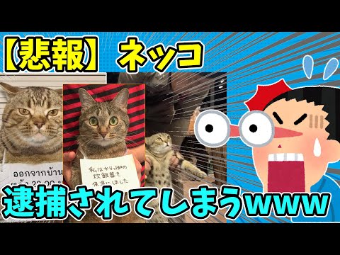 【2ch面白いスレ】悲報、ネッコ逮捕されるｗｗｗ