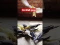 Lutino cocktail birds colony#shorts#trending#viral#videos