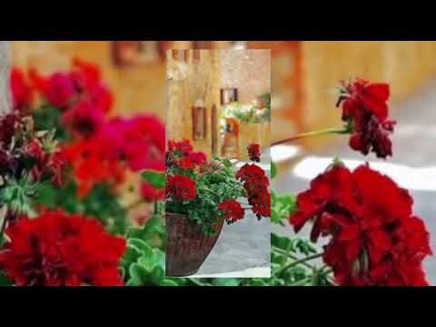 پرسیم له گوڵی سوور