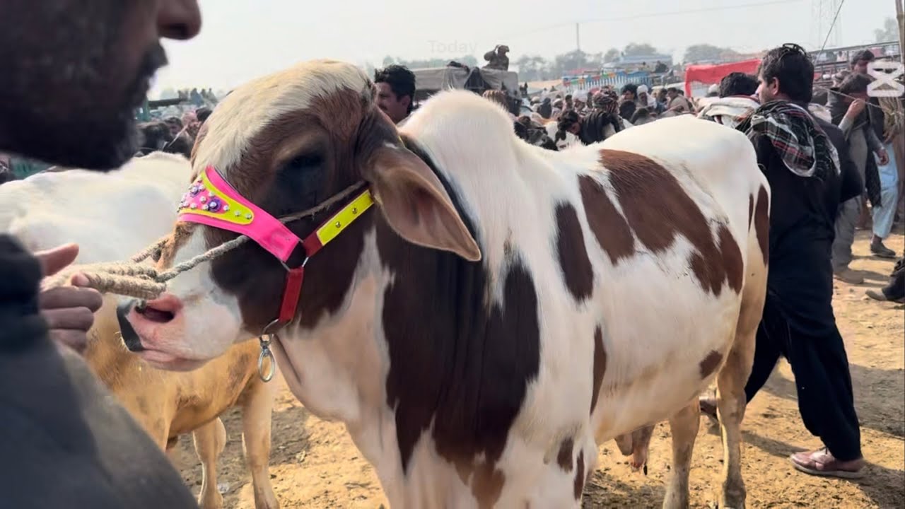 Bachra mandi today 19/1/26 | pull Qambar mandi today | khangar cow | karo mall mandi #pull #wacha