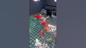 Cám Finn Koika - Thức ăn cao cấp cho các loại cá. Guppy, molly, cá chép, cá vàng….#05/11.25