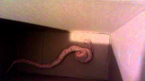 Burmese albino python eating part 2