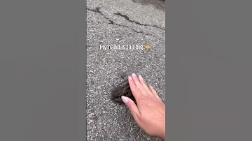 WILD BABY BUNNY ON THE ROAD 