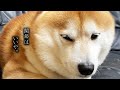 眠いので関節はどうでもいい柴犬