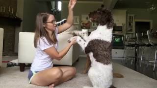 Teaching your dog to sit pretty by Kate Friedl 3,645 views 6 years ago 7 minutes, 10 seconds