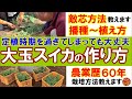 【大玉スイカの作り方】定植時期をのがしてしまったスイカの作り方（敵芯方法・播種・植え方まで）