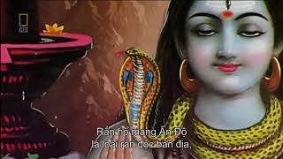 Những Loài Vật Nguy Hiểm Nhất Thế Giới 9 - Worlds Deadliest Animals India Phim Tài Liệu Nat Geo