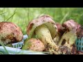 🔥 Cured Pork, Potatoes, and Mushroom Stew, Slow-Cooked to Bring Out the Rich Flavor of the Mountains