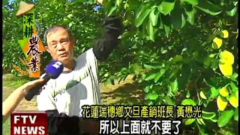 花蓮瑞穗文旦柚 肉質香甜多汁－民視新聞 - 天天要聞
